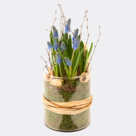 Muscari-Dream