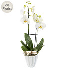 Weiße Orchidee im Topf
