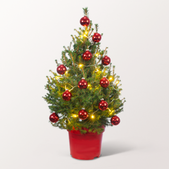 Weihnachtsbaum Little Santa mit Lichterkette & mit Ferrero Giotto 3er