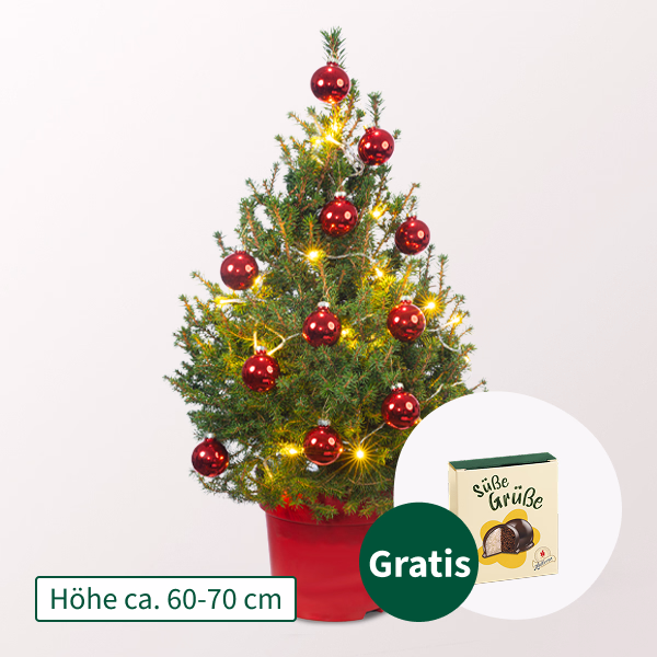 Weihnachtsbaum Little Santa mit Lichterkette & mit Halloren Kugeln