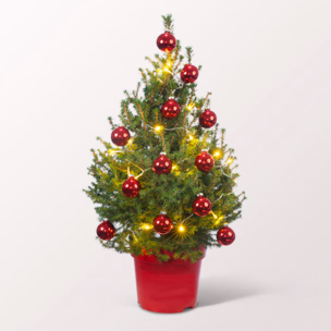 X-Mas Tree Little Santa with X-Mas lights & with 3 Ferrero Giotto