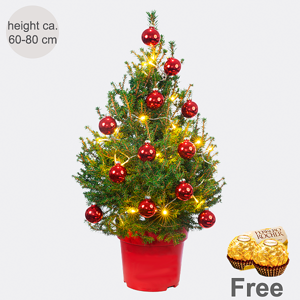 X-Mas Tree Little Santa with X-Mas lights & with 2 Ferrero Rocher