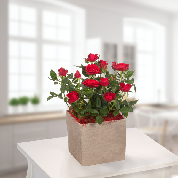 Rote Rose im Topf Blumen online verschicken auf FloraPrima.de