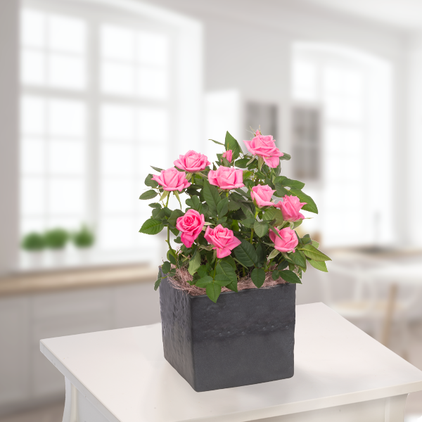 Rosa Rose im Topf