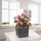 Rosa Rose im Topf