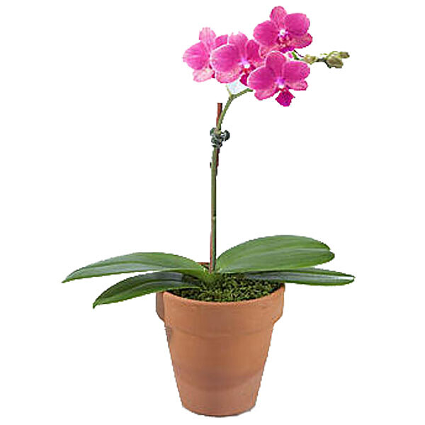Pink Mini Orchid in Pot