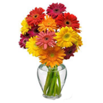 Cheery Gerbera Daisies