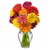 Cheery Gerbera Daisies