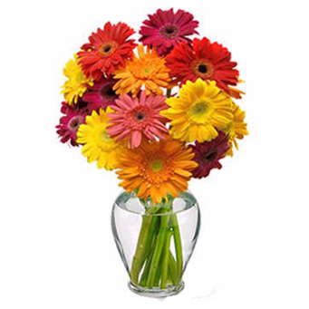 Cheery Gerbera Daisies