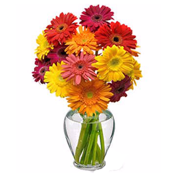 Cheery Gerbera Daisies