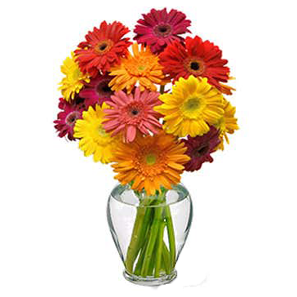 Cheery Gerbera Daisies