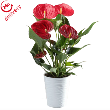 Red Anthurium Red Anthurium