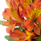 Flower Arrangement Sommermorgen with vase