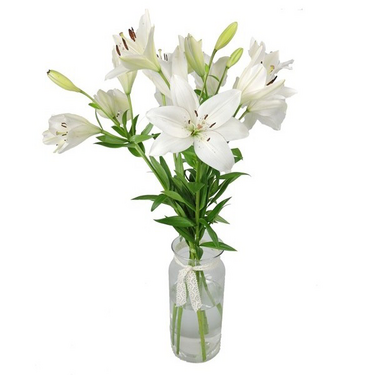 Lilien im Bund Lilien im Bund