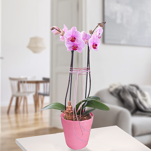 Orchid in pink with Buddha stick