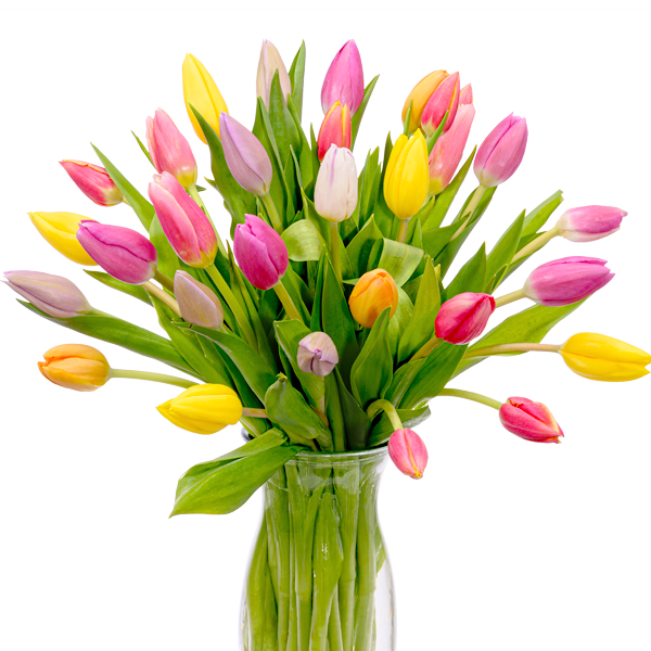 Bouquet of tulips
