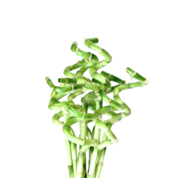 Send Flowers to Switzerland FloraPrima.de