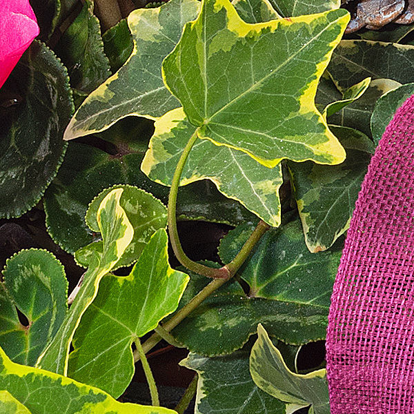 Arrangement Herbstmix mit Halloren Kugeln