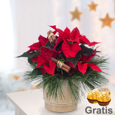 Roter Weihnachtsstern mit 2 Ferrero Rocher Roter Weihnachtsstern mit 2 Ferrero Rocher