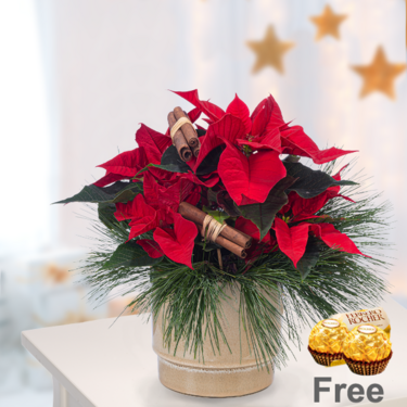 Red Poinsettia with 2 Ferrero Rocher Red Poinsettia with 2 Ferrero Rocher