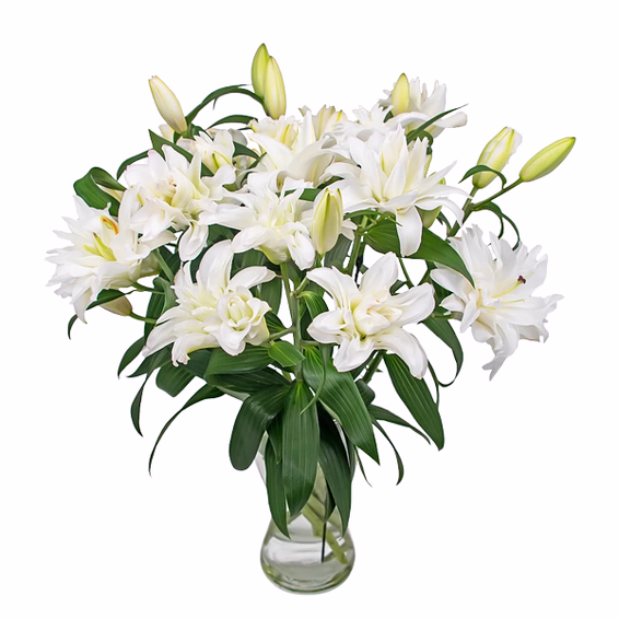 Double-Flowering Lilies