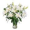 Double-Flowering Lilies