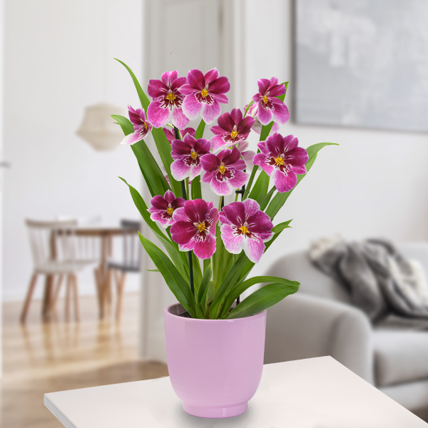 Inca Orchidee "Prinzessin Diana" im Topf