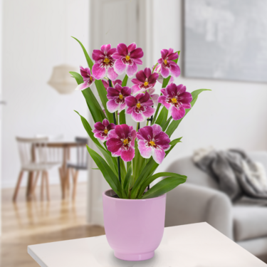 Inca Orchidee "Prinzessin Diana" im Topf Inca Orchidee "Prinzessin Diana" im Topf