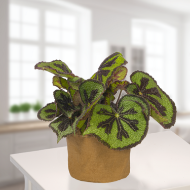 Begonia Masoniana Begonia Masoniana