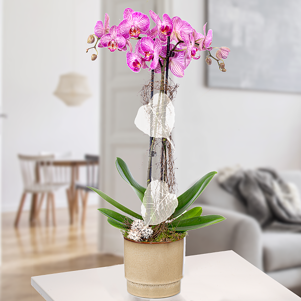 Orchid in beige pot with pink blossoms
