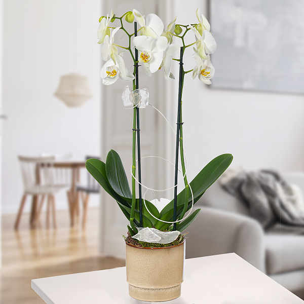 Orchidee im beigen Topf mit weißen Blüten