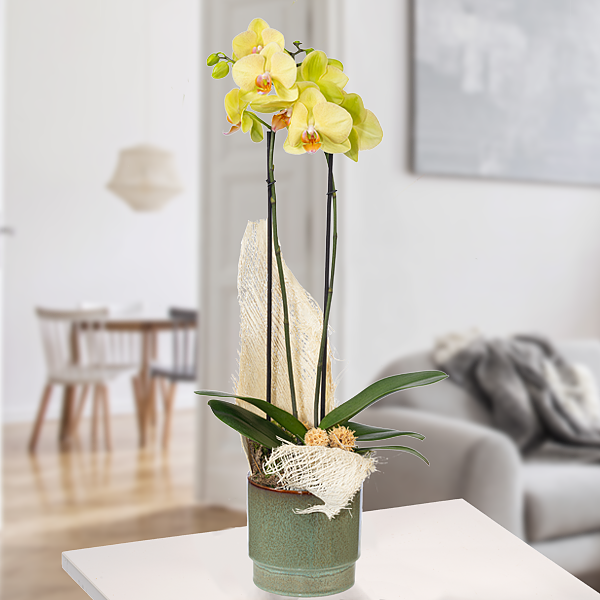 Orchid in green pot with yellow blossoms