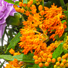 Blumenstrauß Bunter Sommer mit Vase & Ferrero Raffaello
