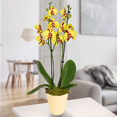 Yellow-Pink Tiger-Orchid in a pot