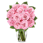 12 rosa Rosen