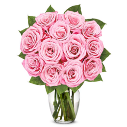 12 rosa Rosen 12 rosa Rosen