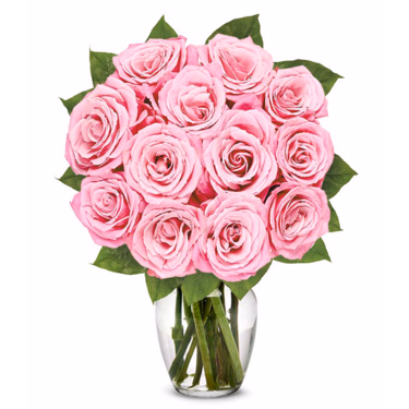 12 rosa Rosen