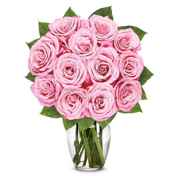 12 rosa Rosen