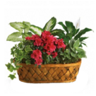 Bunte Gartenmischung im Korb