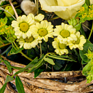 Blumenarrangement Hasennest mit 2 Ferrero Rocher