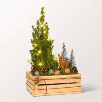 Arrangement Winterkuss mit Lichterkette & mit Ferrero Giotto 3er