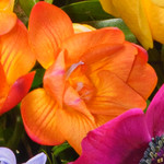 Blumenstrauß Farbenfreude mit Vase & Ferrero Giotto 3er