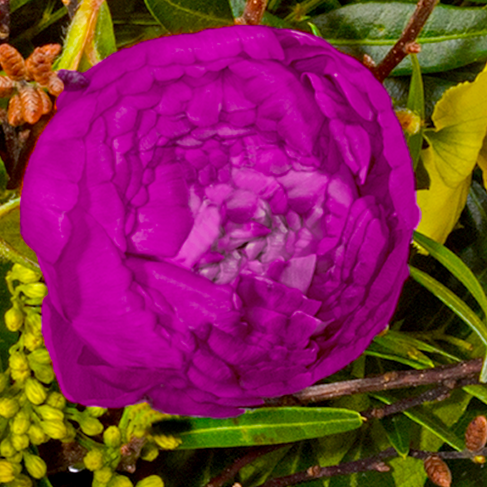 Blumenstrauß Farbenfreude