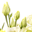 Flower Bouquet Sonnentag with vase & Ferrero Raffaello