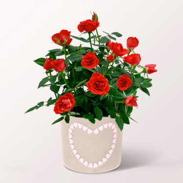 Rote Rose im Topf