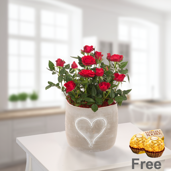 Red Rose in a pot with 2 Ferrero Rocher
