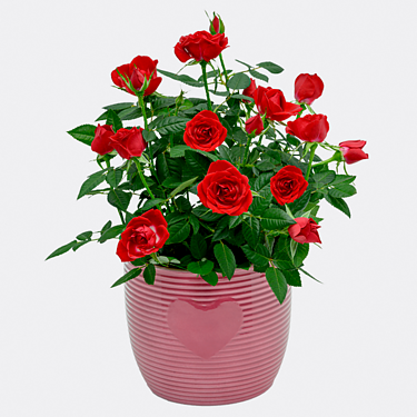 Red Rose in a pot