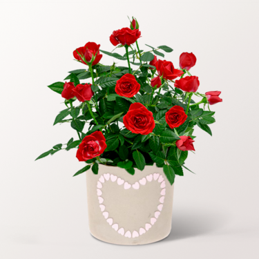 Red Rose in a pot