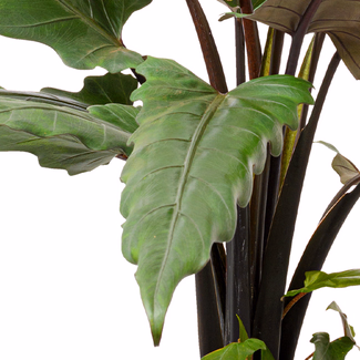 Pfeilblatt (Alocasia Lauterbachiana)