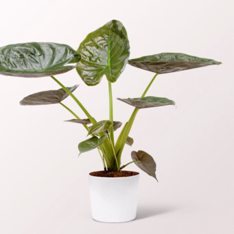 Pfeilblatt (Alocasia wentii)